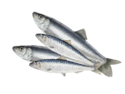 sardynki_sledzie